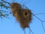 14158 Weaver bird nests.jpg